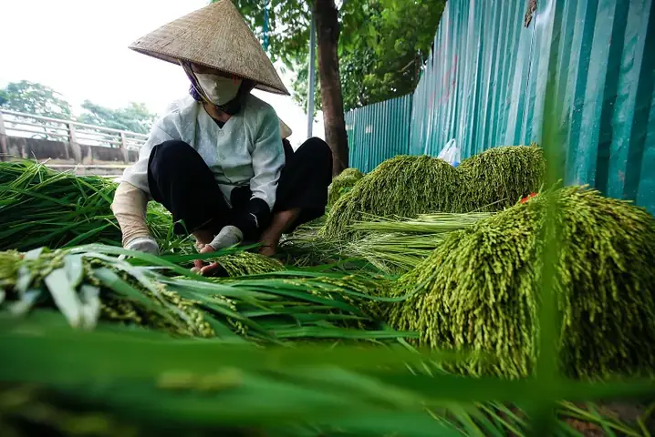 Bánh Cốm Là Đặc Sản Ở Đâu? Nguồn Gốc, Đặc Điểm Và Nơi Mua