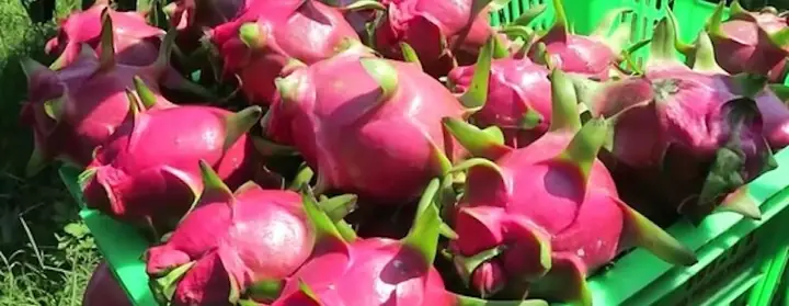 Bình Thuận Có Gì Đặc Sản? Top Các Món Ngon Trứ Danh Và Quà Biếu Nên Mua Bình Thuận Có Gì Đặc Sản? Top Các Món Ngon Trứ Danh Và Quà Biếu Nên Mua