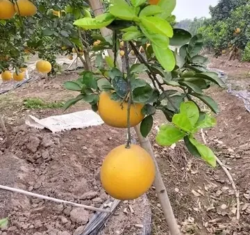 Bưởi Diễn Là Gì? Nguồn Gốc, Đặc Sản Và Cách Chọn Mua Ngon