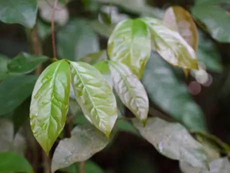 Tổng Hợp Các Loại Cá Đặc Sản Việt Nam Theo Vùng Miền: Tên Gọi, Đặc Điểm Nhận Dạng & Món Ăn Điển Hình Tổng Hợp Các Loại Cá Đặc Sản Việt Nam Theo Vùng Miền: Tên Gọi, Đặc Điểm Nhận Dạng & Món Ăn Điển Hình