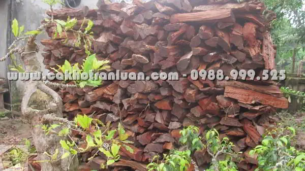 Cá Kho Hà Nam Là Gì? Nguồn Gốc, Lịch Sử Và Công Thức Nấu Ăn Truyền Thống