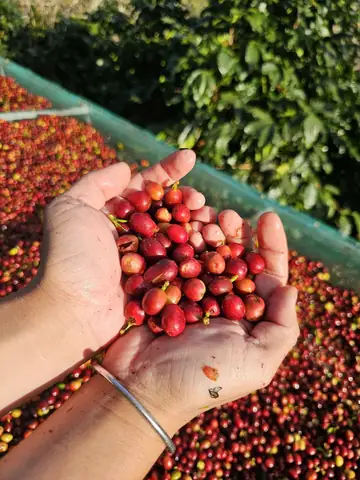 Cà Phê Đặc Sản Là Gì? Tiêu Chuẩn SCA, Đặc Điểm Và Giá
