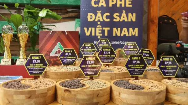 Cà Phê Đặc Sản Việt Nam: Định Nghĩa, Top Hạt Đạt Giải, Vùng Trồng & Bí Quyết Chọn Mua Chuẩn Vị