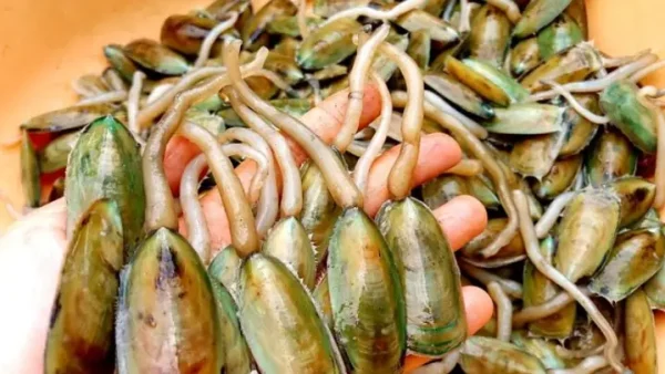 Cà Xỉu Hà Tiên Là Gì? – Hướng Dẫn Món Ăn Đặc Sản Vùng Biển Kiên Giang