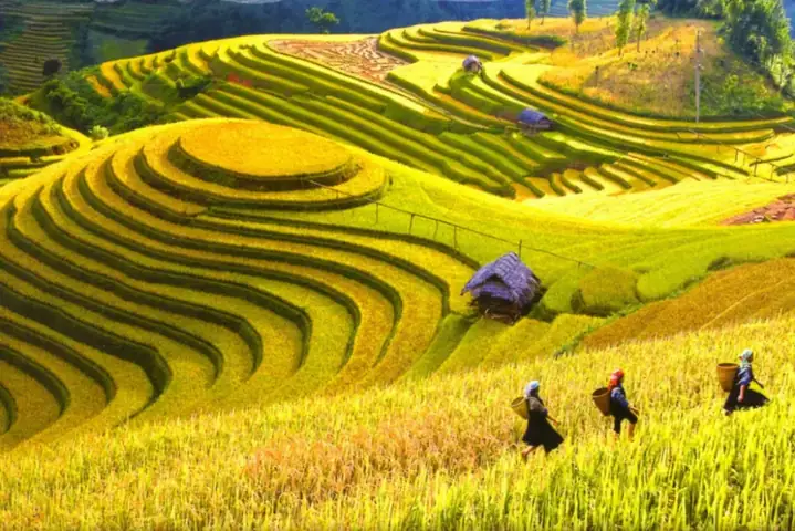 Tổng Hợp Các Loại Gạo Đặc Sản Việt Nam Theo Vùng Miền: Đặc Điểm Nhận Diện, Giá Tham Khảo & Cách Chọn Mua