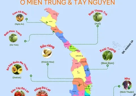 Danh Sách Các Loại Quả Đặc Sản Của Việt Nam Nổi Tiếng Nhất Theo Vùng Miền