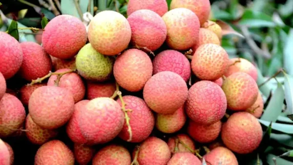 Tổng Hợp Các Loại Quả Đặc Sản Tây Bắc Nổi Tiếng: Danh Sách, Mùa Chín, Cách Chọn Mua Ngon Nhất