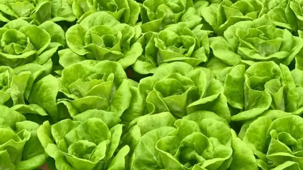 Tổng Hợp Các Loại Rau Đặc Sản Đà Lạt: Tên Gọi, Đặc Điểm Nhận Diện & Mẹo Chọn Mua Đúng Chất Lượng