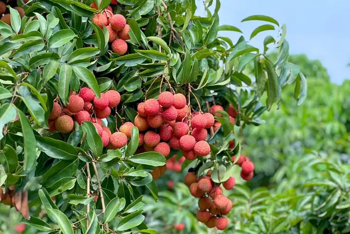 Tổng Hợp Các Loại Trái Cây Đặc Sản Miền Bắc Thơm Ngon Và Nổi Tiếng Nhất Tổng Hợp Các Loại Trái Cây Đặc Sản Miền Bắc Thơm Ngon Và Nổi Tiếng Nhất
