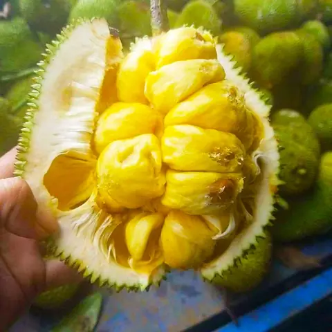 Khám Phá Danh Sách Các Loại Trái Cây Đặc Sản Miền Tây Nổi Tiếng – Mùa Ngon, Đặc Điểm Và Gợi Ích Chọn Lọc