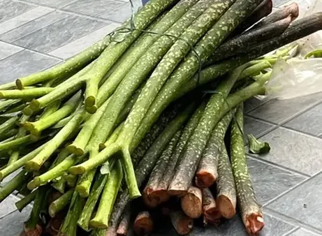 Tổng Hợp Cây Đặc Sản Việt Nam Theo Miền: Định Nghĩa, Top Loại Nổi Tiếng & Kinh Nghiệm Chọn Mua