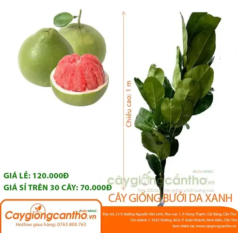Cẩm Nang Lựa Chọn Các Giống Cây Đặc Sản Chất Lượng Và Phổ Biến Nhất Hiện Nay 2026 Cẩm Nang Lựa Chọn Các Giống Cây Đặc Sản Chất Lượng Và Phổ Biến Nhất Hiện Nay 2026