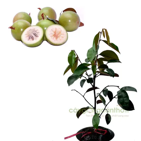 Cẩm Nang Lựa Chọn Các Giống Cây Đặc Sản Chất Lượng Và Phổ Biến Nhất Hiện Nay 2026 Cẩm Nang Lựa Chọn Các Giống Cây Đặc Sản Chất Lượng Và Phổ Biến Nhất Hiện Nay 2026
