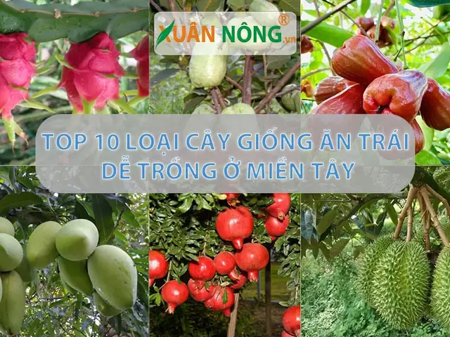 Cẩm Nang Lựa Chọn Các Giống Cây Đặc Sản Chất Lượng Và Phổ Biến Nhất Hiện Nay 2026 Cẩm Nang Lựa Chọn Các Giống Cây Đặc Sản Chất Lượng Và Phổ Biến Nhất Hiện Nay 2026
