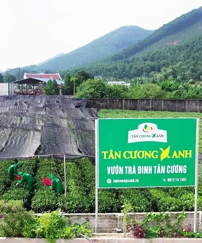 Chọn Chè Đặc Sản Tân Cương Thái Nguyên Ngon, Chính Gốc: Loại Nào Phù Hợp? Chọn Chè Đặc Sản Tân Cương Thái Nguyên Ngon, Chính Gốc: Loại Nào Phù Hợp?