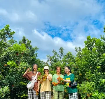 Chôm Chôm Đặc Sản Ở Đâu? Những Vùng Trồng Và Vườn Nổi Tiếng Tại Việt Nam