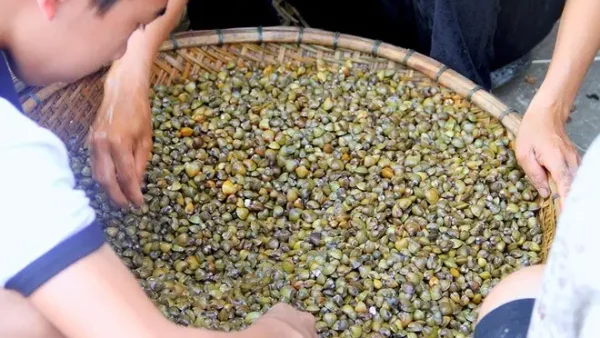 Cơm Hến Là Đặc Sản Ở Đâu? Nguồn Gốc Cồn Hến – Huế, Bí Quyết Ăn Ngon & Danh Sách Quán Uy Tín