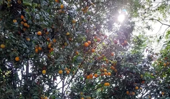 Khám Phá Đặc Sản Bình Minh Vĩnh Long: Từ Thanh Trà, Tàu Hủ Ky Đến Bò Viên, Chả Lụa – Mua Quà Biếu Ở Đâu Ngon, Giá Tốt?