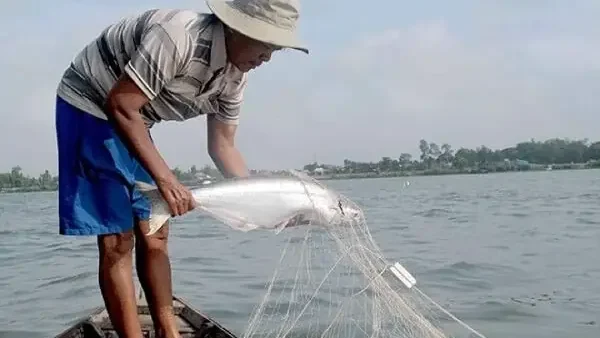 Đặc Sản Cá Dứa: Món Ngon, Giá Trị Dinh Dưỡng, Cách Chọn Mua Và Các Món Ăn Từ Khô Cá Dứa