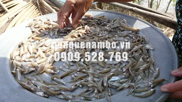 Top 16+ Đặc Sản Cá Miền Tây Nổi Tiếng: Phân Loại Khô - Tươi - Chế Biến & Bí Quyết Chọn Mua Chuẩn Vị Top 16+ Đặc Sản Cá Miền Tây Nổi Tiếng: Phân Loại Khô - Tươi - Chế Biến & Bí Quyết Chọn Mua Chuẩn Vị