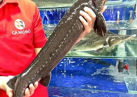 Đặc Sản Cá Nước Ngọt: Danh Sách Các Loài Ngon Và Cách Chế Biến