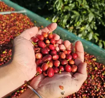 Cà Phê Đặc Sản (specialty Coffee) Là Gì? Tiêu Chuẩn SCA, Quy Trình & Bí Quyết Chọn Mua Đúng Chất Lượng
