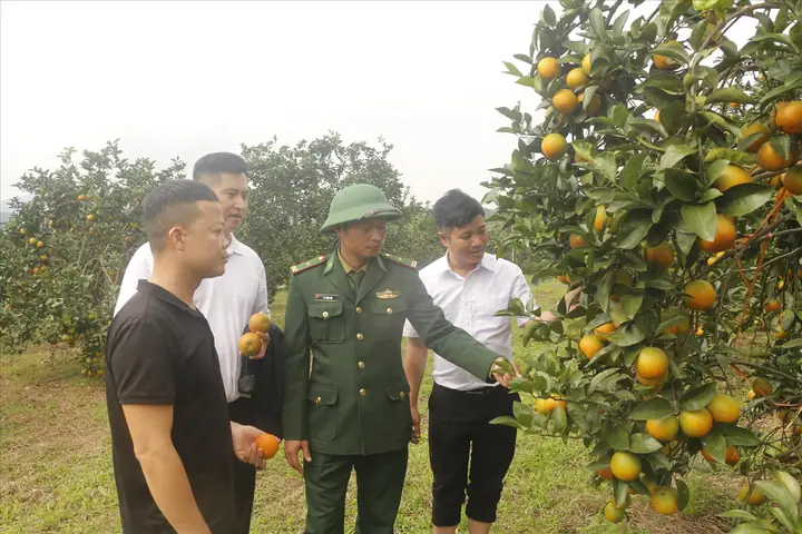 Tìm Hiểu Tất Về Cam Vinh Xứ Nghệ: Mùa Vụ, Giá Cả Và Cách Chọn Mua Chuẩn Xác