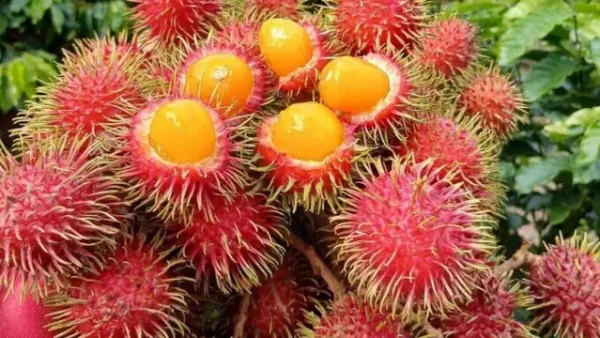 Tổng Hợp 3 Loại “đặc Sản Chôm Chôm” Nổi Tiếng Việt Nam: Trái Cây, Côn Trùng & Cầu Gai Biển