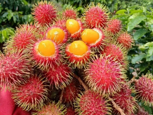 Tổng Hợp 3 Loại "đặc Sản Chôm Chôm" Nổi Tiếng Việt Nam: Trái Cây, Côn Trùng & Cầu Gai Biển Tổng Hợp 3 Loại "đặc Sản Chôm Chôm" Nổi Tiếng Việt Nam: Trái Cây, Côn Trùng & Cầu Gai Biển
