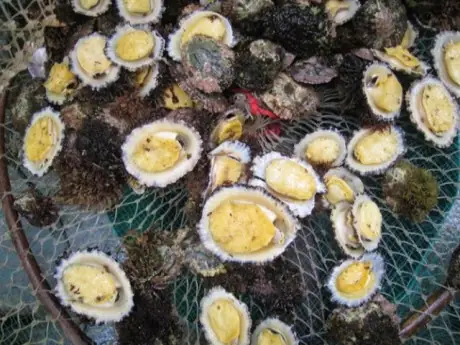 Tổng Hợp 3 Loại "đặc Sản Chôm Chôm" Nổi Tiếng Việt Nam: Trái Cây, Côn Trùng & Cầu Gai Biển Tổng Hợp 3 Loại "đặc Sản Chôm Chôm" Nổi Tiếng Việt Nam: Trái Cây, Côn Trùng & Cầu Gai Biển