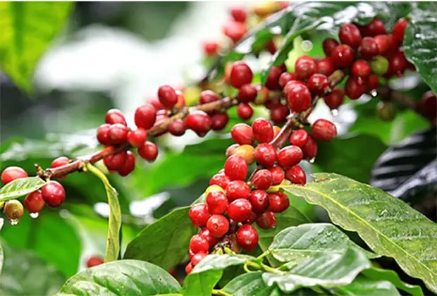 16 Đặc Sản Đắk Nông Nên Thử Tại Chỗ Và Chọn Làm Quà