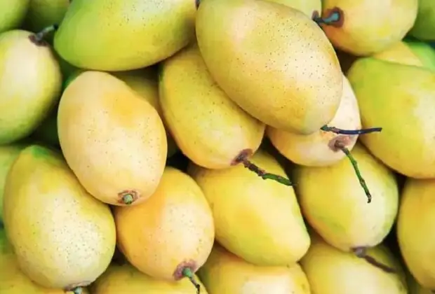 Đặc Sản Đắk Nông Là Gì? Top Các Món Ngon Tây Nguyên Trứ Danh Nên Thưởng Thức Và Mua Làm Quà Đặc Sản Đắk Nông Là Gì? Top Các Món Ngon Tây Nguyên Trứ Danh Nên Thưởng Thức Và Mua Làm Quà