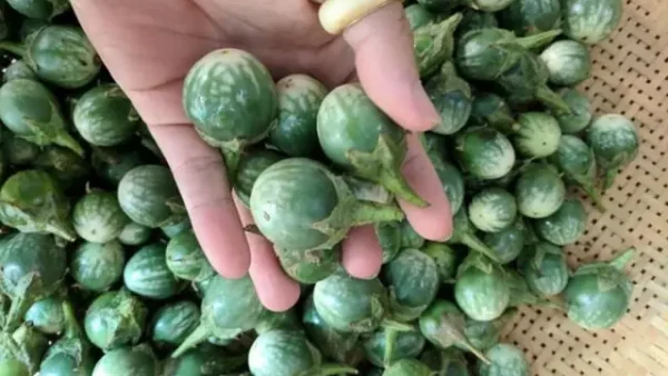 Đặc Sản Đắk Lắk Làm Quà: Top Món Nên Chọn Cho Du Khách