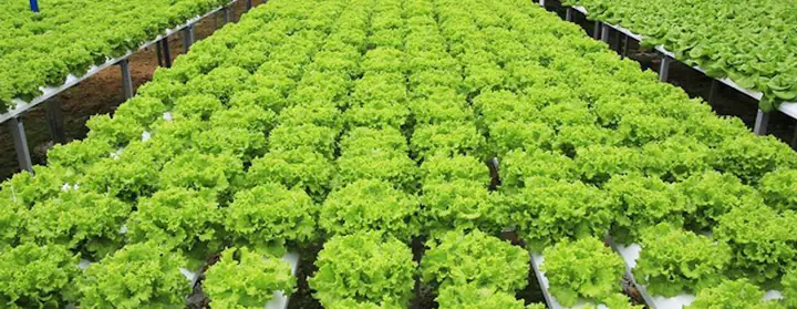 Tổng Hợp Đặc Sản Di Linh Lâm Đồng: Top Món Ăn Nổi Tiếng & Đồ Mua Làm Quà Uy Tín 2024