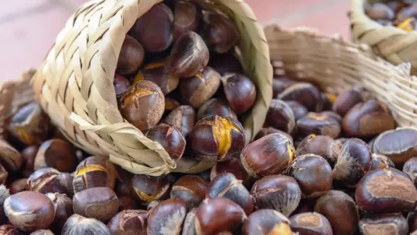 Khám Phá Top Món Ăn Đặc Sản Đông Bắc Trứ Danh Hấp Dẫn Nhất Định Phải Thử