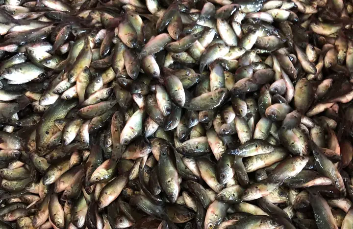 Đặc Sản Đức Huệ Có Gì Ngon? Khám Phá Văn Hóa Ẩm Thực Vùng Đồng Bưng Long An