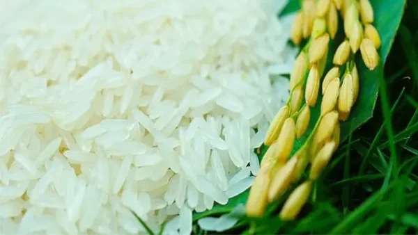 Đặc Sản Gạo Hải Hậu: Đặc Điểm, Cách Nhận Biết Và Kinh Nghiệm Chọn Mua Gạo Tám Xoan Chuẩn Vị