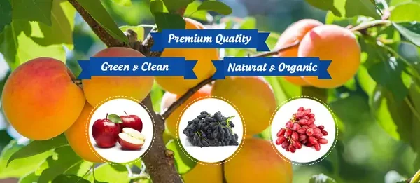 Thương Hiệu Gia Khang: Toàn Bộ Sản Phẩm Đặc Trưng (hạt, Trái Cây, Gạo), Cách Chọn Mua Chuẩn & Phân Biệt Với Đặc Sản Gia Lai