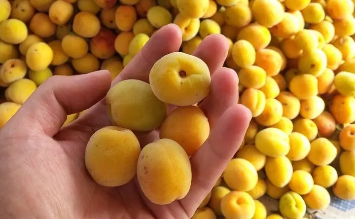 Tổng Hợp Đặc Sản Hà Tây Nổi Tiếng: Top 10+ Món Ăn, Quà Biếu & Địa Chỉ Mua Uy Tín Tổng Hợp Đặc Sản Hà Tây Nổi Tiếng: Top 10+ Món Ăn, Quà Biếu & Địa Chỉ Mua Uy Tín
