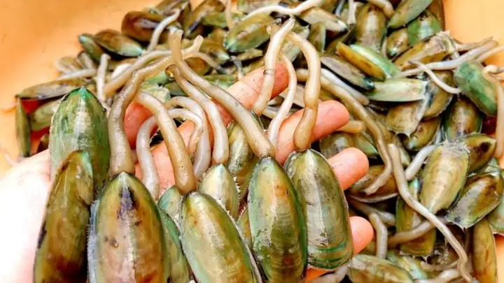 Cà Xỉu Hà Tiên: "đặc Sản Độc Tôn" Đầm Đông Hồ - Hương Vị, Cách Ăn Ngon & Mua Ở Đâu Chuẩn Gốc Cà Xỉu Hà Tiên: "đặc Sản Độc Tôn" Đầm Đông Hồ - Hương Vị, Cách Ăn Ngon & Mua Ở Đâu Chuẩn Gốc