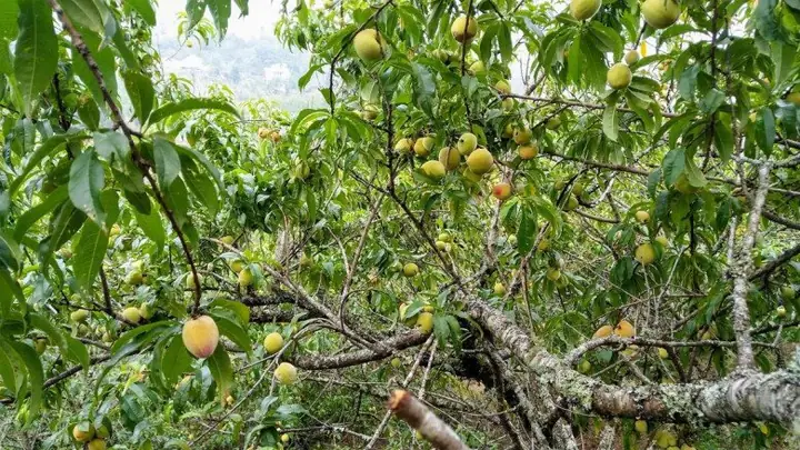 Tổng Hợp Đặc Sản Hoa Quả Lào Cai Nổi Tiếng: Top Loại Quà Theo Mùa, Giá Cả & Cách Chọn Mua Chuẩn Vị Tổng Hợp Đặc Sản Hoa Quả Lào Cai Nổi Tiếng: Top Loại Quà Theo Mùa, Giá Cả & Cách Chọn Mua Chuẩn Vị