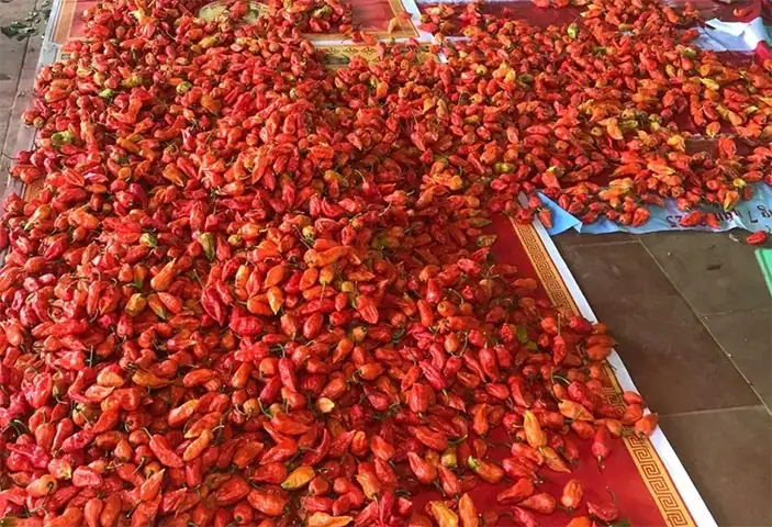 Top 10+ Đặc Sản Hoa Quả Lai Châu Nổi Tiếng: Mùa Vụ, Giá Cả & Cách Chọn Mua Đúng Chất Top 10+ Đặc Sản Hoa Quả Lai Châu Nổi Tiếng: Mùa Vụ, Giá Cả & Cách Chọn Mua Đúng Chất