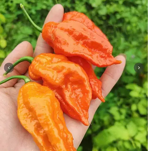 Top 10+ Đặc Sản Hoa Quả Lai Châu Nổi Tiếng: Mùa Vụ, Giá Cả & Cách Chọn Mua Đúng Chất Top 10+ Đặc Sản Hoa Quả Lai Châu Nổi Tiếng: Mùa Vụ, Giá Cả & Cách Chọn Mua Đúng Chất
