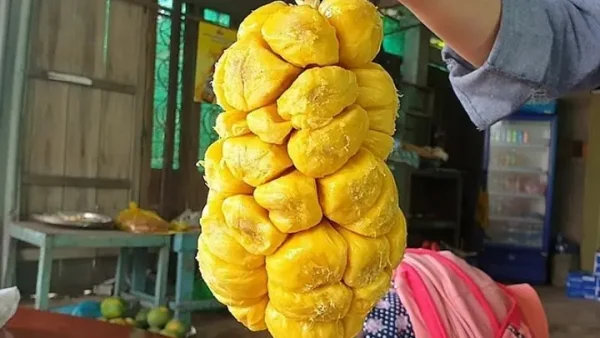 Tổng Hợp 20+ Đặc Sản Long Khánh Nổi Tiếng: Trái Cây, Món Ăn, Quà Mang Đi & Địa Chỉ Mua Uy Tín 2027