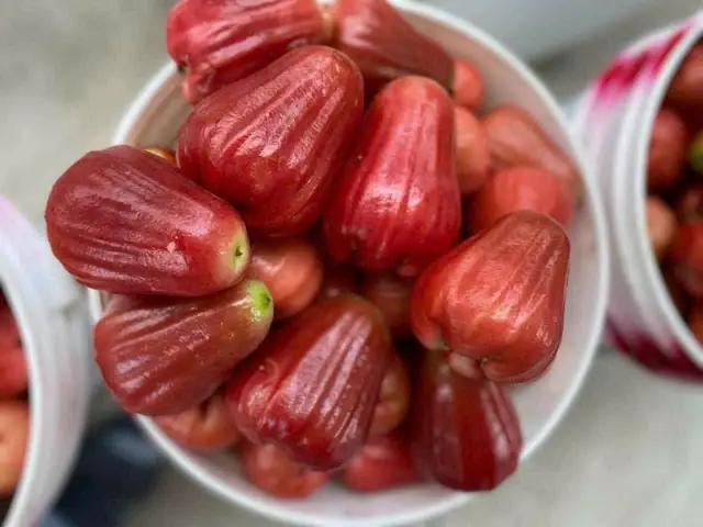 Tổng Hợp 20+ Đặc Sản Long Khánh Nổi Tiếng: Trái Cây, Món Ăn, Quà Mang Đi & Địa Chỉ Mua Uy Tín 2024 Tổng Hợp 20+ Đặc Sản Long Khánh Nổi Tiếng: Trái Cây, Món Ăn, Quà Mang Đi & Địa Chỉ Mua Uy Tín 2024