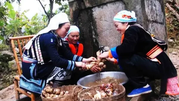 Đặc Sản Miến Dong Các Vùng Miền Loại Nào Ngon Nhất Và Kinh Nghiệm Chọn Mua