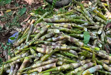 Đặc Sản Miền Bắc Là Gì? Tổng Hợp Các Món Ngon Nức Tiếng Và Đậm Đà Hương Vị Truyền Thống Đặc Sản Miền Bắc Là Gì? Tổng Hợp Các Món Ngon Nức Tiếng Và Đậm Đà Hương Vị Truyền Thống