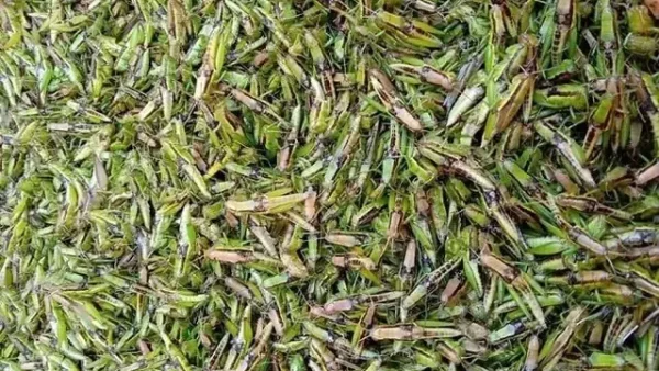 Đặc Sản Miền Quê: Top Món Ăn Dân Dã, Quà Tặng Nức Tiếng Và Địa Chỉ Mua Uy Tín