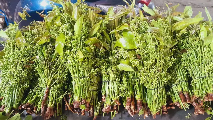 Đặc Sản Miền Tây Là Gì? Top Các Món Ngon Và Đặc Sản Trứ Danh Nên Thử Đặc Sản Miền Tây Là Gì? Top Các Món Ngon Và Đặc Sản Trứ Danh Nên Thử