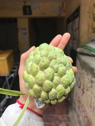 Khám Phá Top Các Vùng Trồng Và Loại Đặc Sản Na Nổi Tiếng Nhất Việt Nam Khám Phá Top Các Vùng Trồng Và Loại Đặc Sản Na Nổi Tiếng Nhất Việt Nam